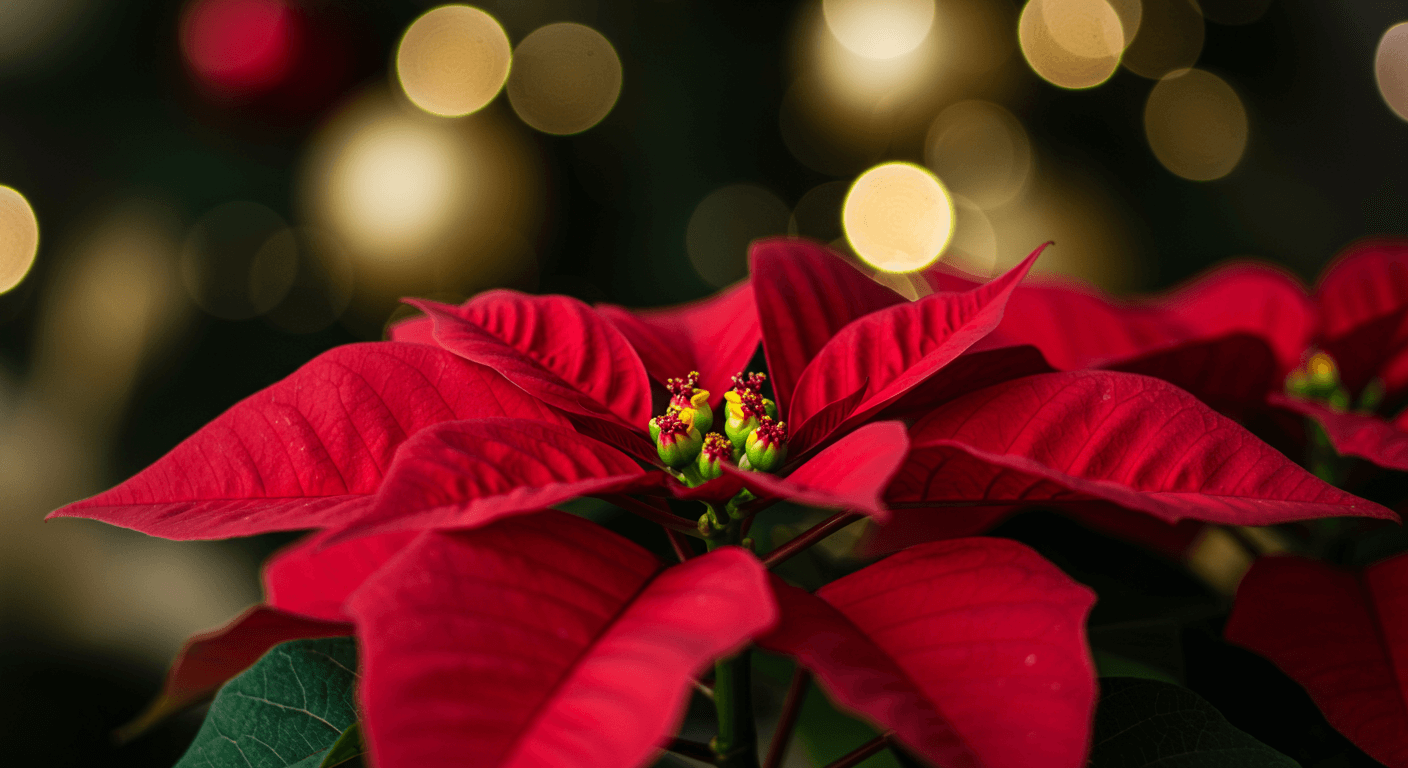 Poinsettia rouge avec des lumières de Noël floues en arrière-plan